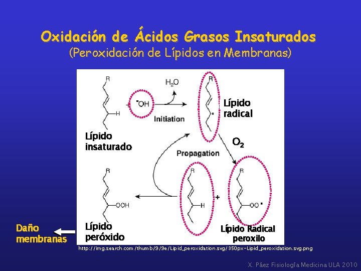 Oxidación de Ácidos Grasos Insaturados (Peroxidación de Lípidos en Membranas) Lípido radical Lípido insaturado