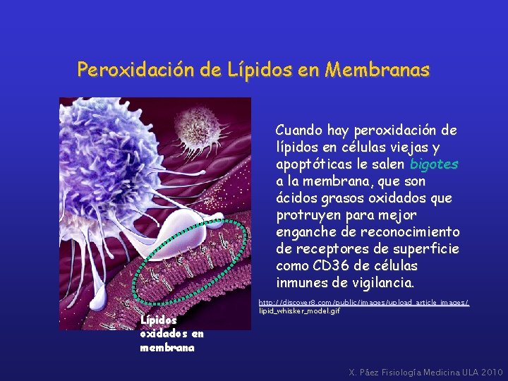 Peroxidación de Lípidos en Membranas Cuando hay peroxidación de lípidos en células viejas y