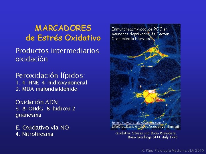 MARCADORES de Estrés Oxidativo Inmunoreactividad de ROS en neuronas deprivadas de Factor Crecimiento Nervioso