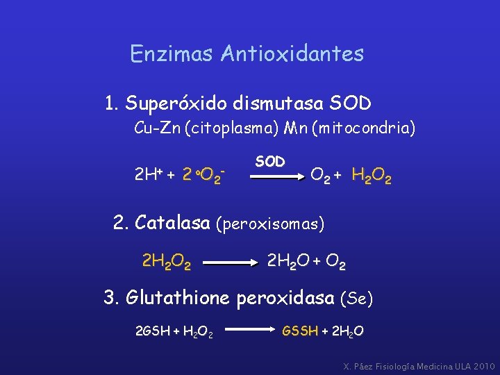 Enzimas Antioxidantes 1. Superóxido dismutasa SOD Cu-Zn (citoplasma) Mn (mitocondria) 2 H+ + 2