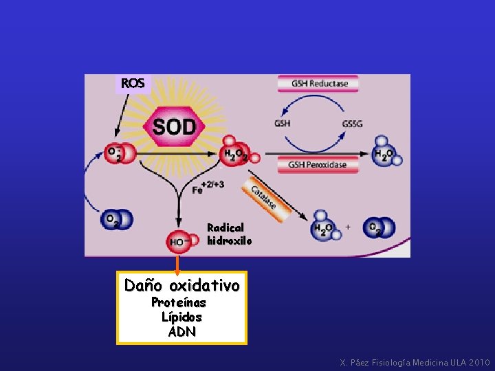 ROS Radical hidroxilo Daño oxidativo Proteínas Lípidos ADN X. Páez Fisiología Medicina ULA 2010