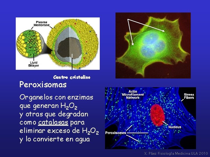 Centro cristalino Peroxisomas Organelos con enzimas que generan H 2 O 2 y otras