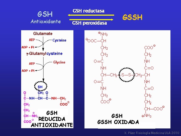 GSH Antioxidante GSH reductasa GSH peroxidasa GSH REDUCIDA ANTIOXIDANTE GSSH OXIDADA X. Páez Fisiología