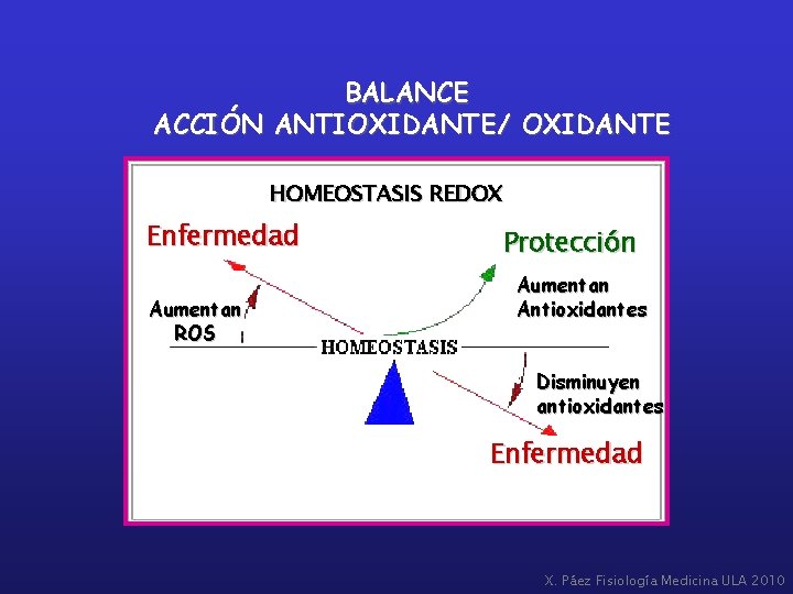 BALANCE ACCIÓN ANTIOXIDANTE/ OXIDANTE HOMEOSTASIS REDOX Enfermedad Aumentan ROS Protección Aumentan Antioxidantes Disminuyen antioxidantes