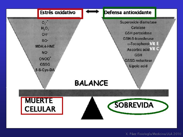 Estrés oxidativo Defensa antioxidante Vit E Vit C BALANCE MUERTE CELULAR SOBREVIDA X. Páez
