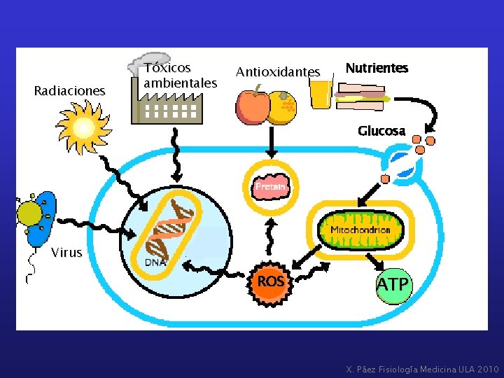 Radiaciones Tóxicos ambientales Antioxidantes Nutrientes Glucosa Virus ROS ATP X. Páez Fisiología Medicina ULA