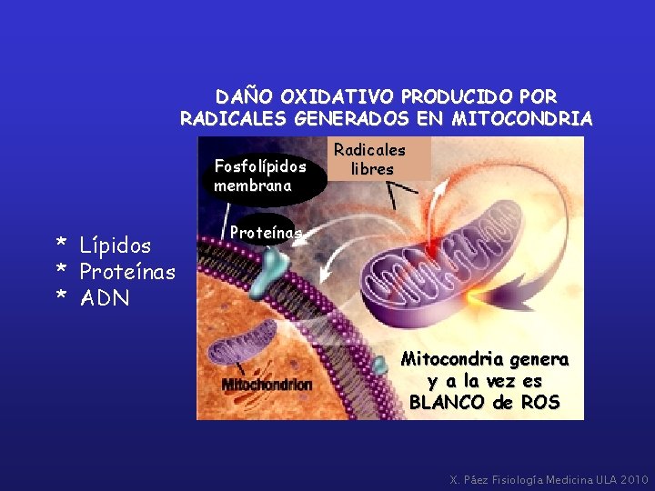 DAÑO OXIDATIVO PRODUCIDO POR RADICALES GENERADOS EN MITOCONDRIA Fosfolípidos membrana * Lípidos * Proteínas