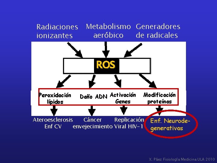 Radiaciones ionizantes Metabolismo Generadores aeróbico de radicales ROS Peroxidación lípidos Daño ADN Activación Genes