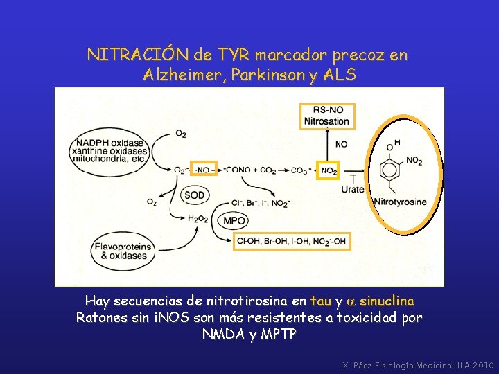 NITRACIÓN de TYR marcador precoz en Alzheimer, Parkinson y ALS Hay secuencias de nitrotirosina