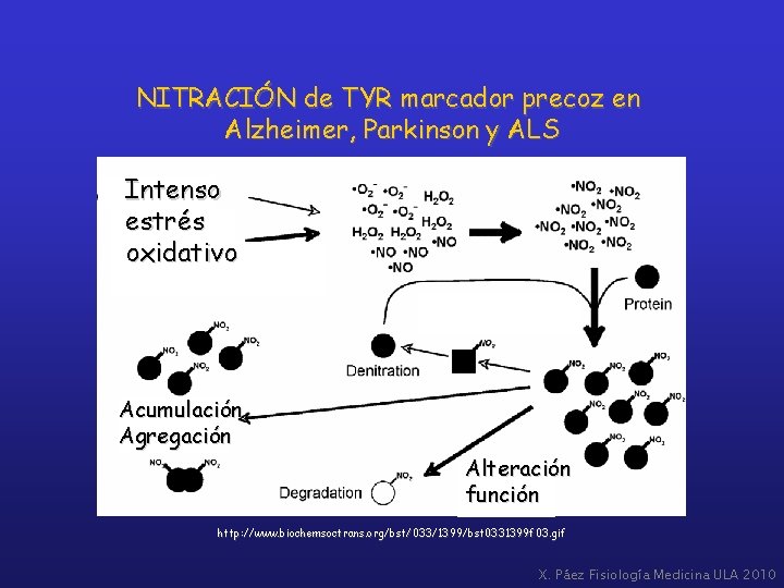 NITRACIÓN de TYR marcador precoz en Alzheimer, Parkinson y ALS Intenso estrés oxidativo Acumulación