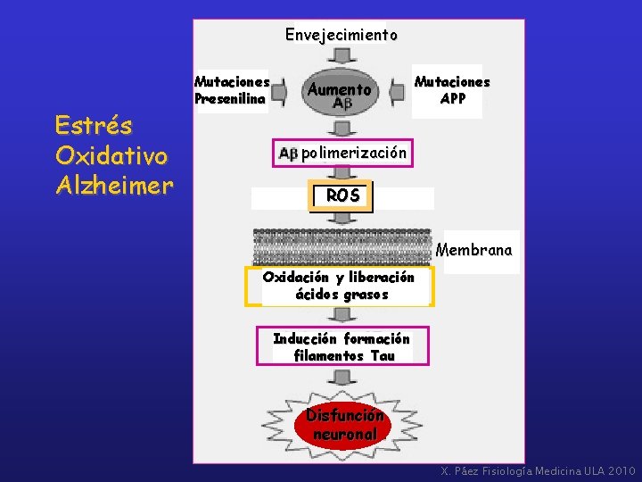 Envejecimiento Estrés Oxidativo Alzheimer Mutaciones Presenilina Aumento Mutaciones APP polimerización ROS Membrana Oxidación y