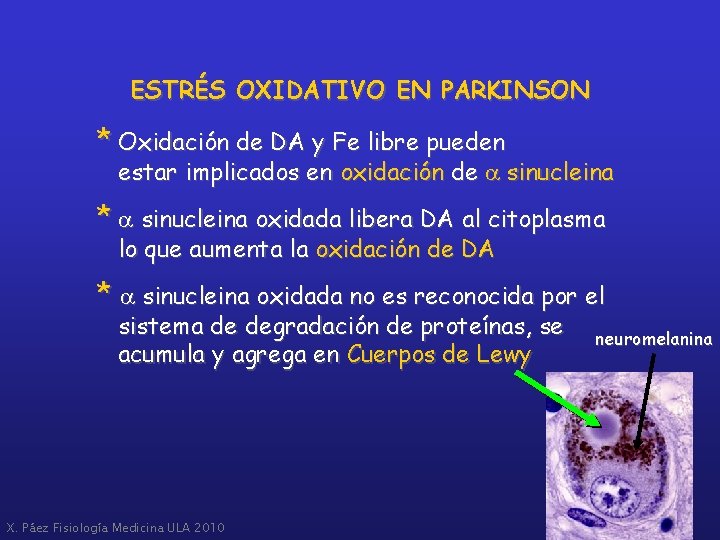 ESTRÉS OXIDATIVO EN PARKINSON * Oxidación de DA y Fe libre pueden estar implicados