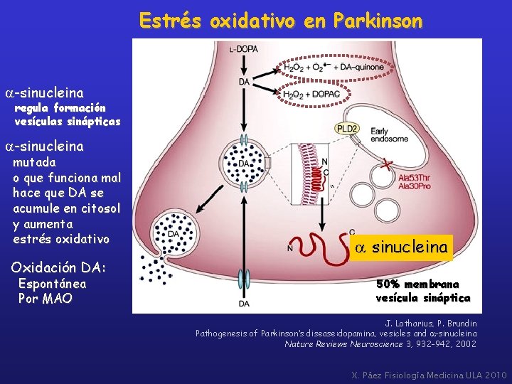 Estrés oxidativo en Parkinson a-sinucleina regula formación vesículas sinápticas a-sinucleina mutada o que funciona