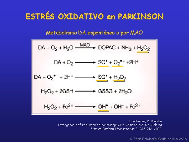 ESTRÉS OXIDATIVO en PARKINSON Metabolismo DA espontáneo o por MAO J. Lotharius, P. Brundin