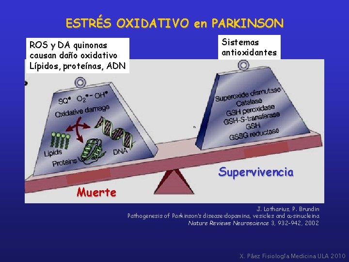 ESTRÉS OXIDATIVO en PARKINSON ROS y DA quinonas causan daño oxidativo Lípidos, proteínas, ADN