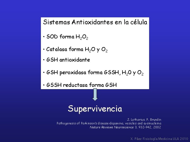 Sistemas Antioxidantes en la célula • SOD forma H 2 O 2 • Catalasa