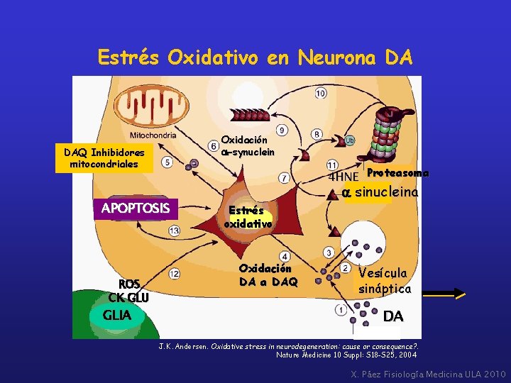 Estrés Oxidativo en Neurona DA Oxidación a-synuclein DAQ Inhibidores mitocondriales 4 HNE Proteasoma APOPTOSIS