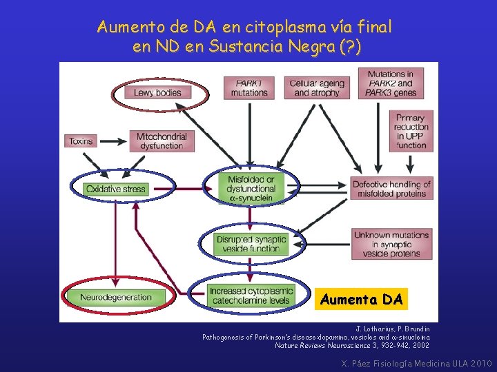 Aumento de DA en citoplasma vía final en ND en Sustancia Negra (? )