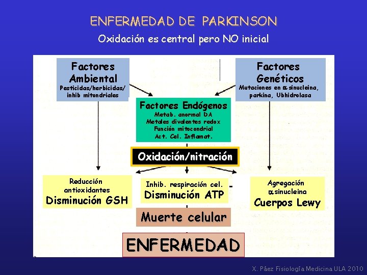 ENFERMEDAD DE PARKINSON Oxidación es central pero NO inicial Factores Ambiental Factores Genéticos Pesticidas/herbicidas/