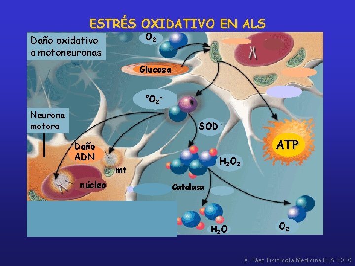 ESTRÉS OXIDATIVO EN ALS O 2 Daño oxidativo a motoneuronas Glucosa ºO 2 Neurona