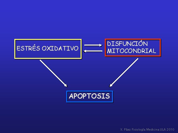 ESTRÉS OXIDATIVO DISFUNCIÓN MITOCONDRIAL APOPTOSIS X. Páez Fisiología Medicina ULA 2010 