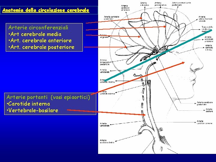 Anatomia della circolazione cerebrale Arterie circonferenziali • Art cerebrale media • Art. cerebrale anteriore