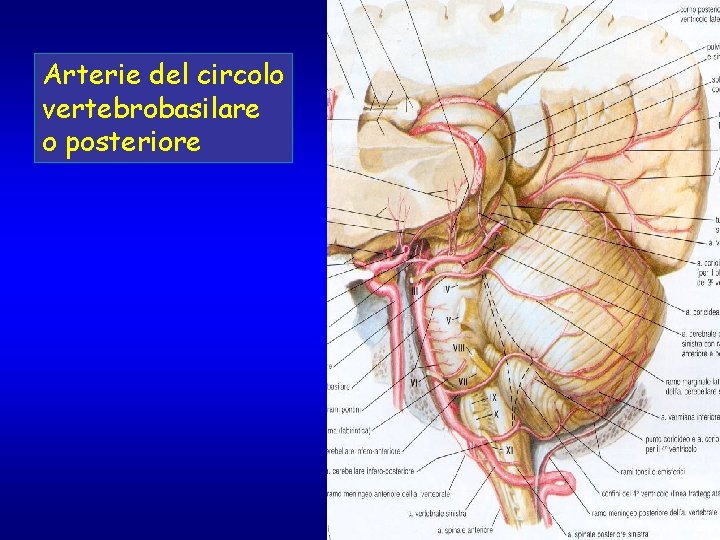 Arterie del circolo vertebrobasilare o posteriore 