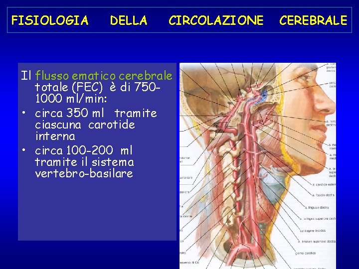 FISIOLOGIA DELLA CIRCOLAZIONE Il flusso ematico cerebrale totale (FEC) è di 7501000 ml/min: •