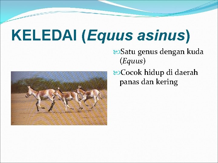 KELEDAI (Equus asinus) Satu genus dengan kuda (Equus) Cocok hidup di daerah panas dan