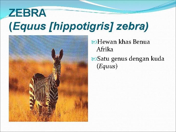 ZEBRA (Equus [hippotigris] zebra) Hewan khas Benua Afrika Satu genus dengan kuda (Equus) 