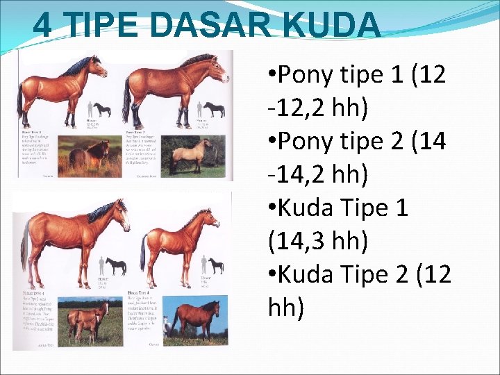 4 TIPE DASAR KUDA • Pony tipe 1 (12 -12, 2 hh) • Pony