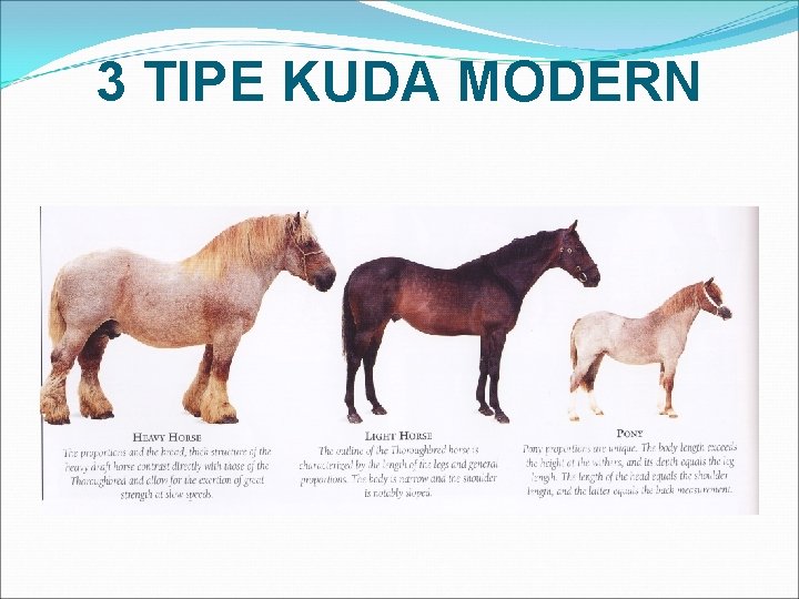 3 TIPE KUDA MODERN 