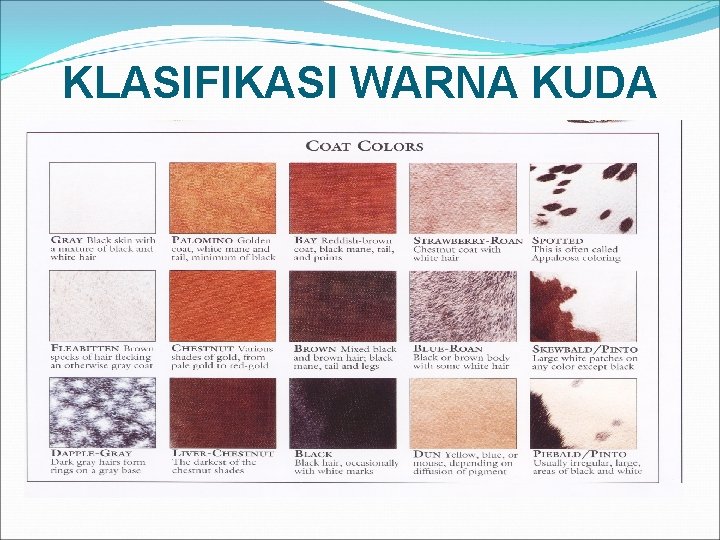 KLASIFIKASI WARNA KUDA 