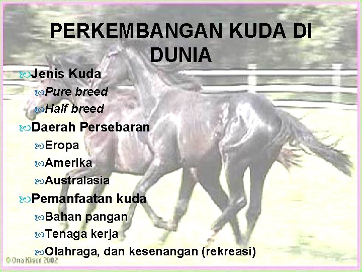 PERKEMBANGAN KUDA DI DUNIA Jenis Kuda Pure breed Half breed Daerah Persebaran Eropa Amerika