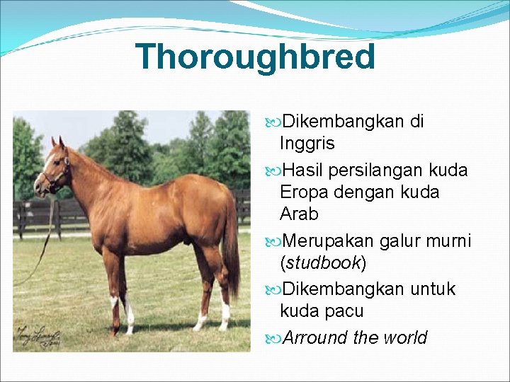 Thoroughbred Dikembangkan di Inggris Hasil persilangan kuda Eropa dengan kuda Arab Merupakan galur murni