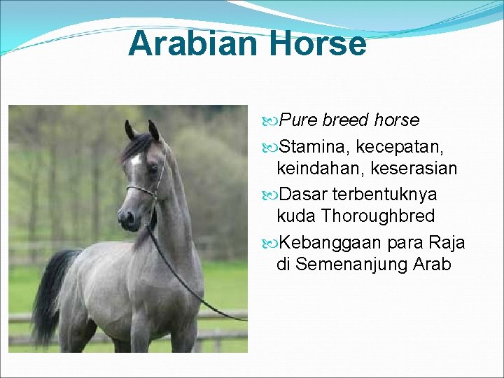 Arabian Horse Pure breed horse Stamina, kecepatan, keindahan, keserasian Dasar terbentuknya kuda Thoroughbred Kebanggaan