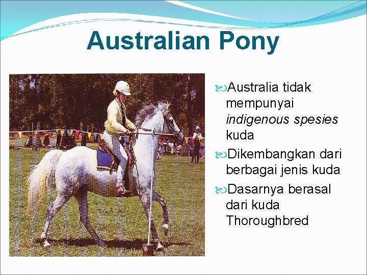 Australian Pony Australia tidak mempunyai indigenous spesies kuda Dikembangkan dari berbagai jenis kuda Dasarnya