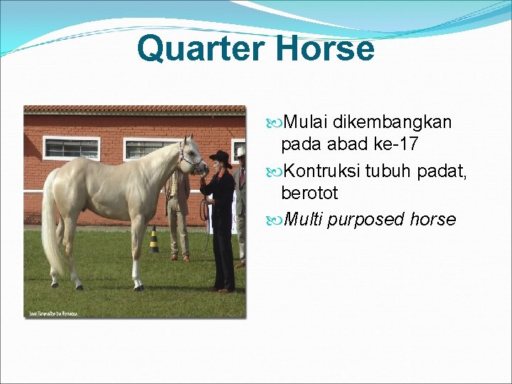 Quarter Horse Mulai dikembangkan pada abad ke-17 Kontruksi tubuh padat, berotot Multi purposed horse