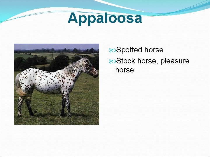 Appaloosa Spotted horse Stock horse, pleasure horse 