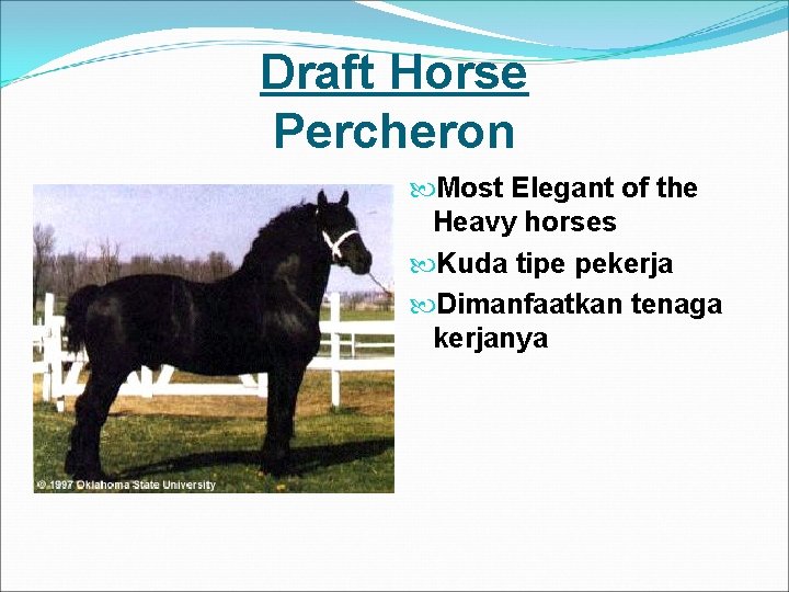 Draft Horse Percheron Most Elegant of the Heavy horses Kuda tipe pekerja Dimanfaatkan tenaga