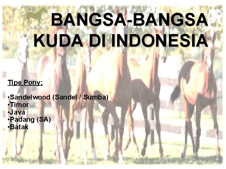 BANGSA-BANGSA KUDA DI INDONESIA Tipe Pony: • Sandelwood (Sandel / Sumba) • Timor •