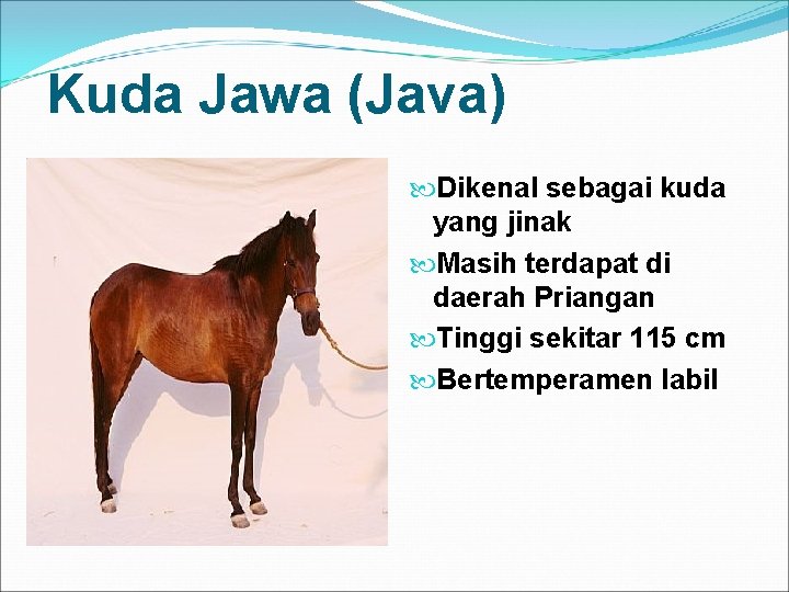 Kuda Jawa (Java) Dikenal sebagai kuda yang jinak Masih terdapat di daerah Priangan Tinggi