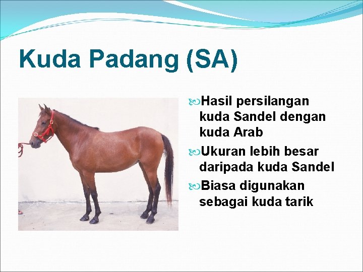 Kuda Padang (SA) Hasil persilangan kuda Sandel dengan kuda Arab Ukuran lebih besar daripada