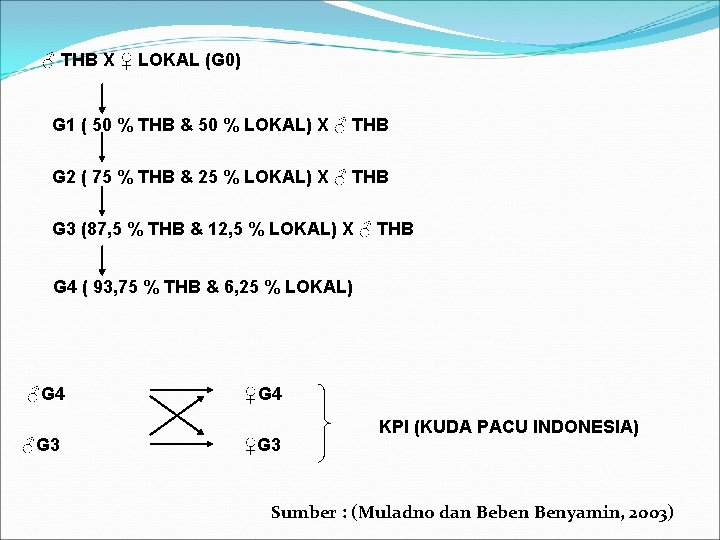 ♂ THB X ♀ LOKAL (G 0) G 1 ( 50 % THB &