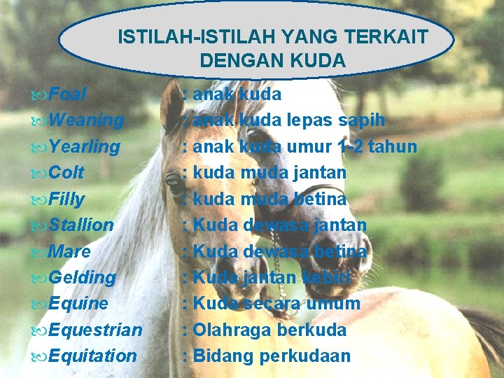 ISTILAH-ISTILAH YANG TERKAIT DENGAN KUDA Foal Weaning Yearling Colt Filly Stallion Mare Gelding Equine