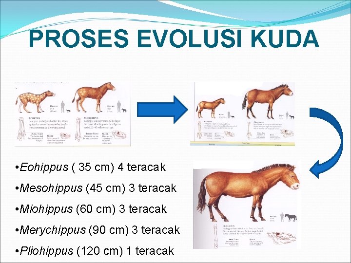 PROSES EVOLUSI KUDA • Eohippus ( 35 cm) 4 teracak • Mesohippus (45 cm)