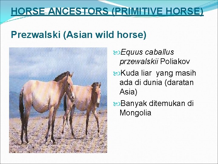 HORSE ANCESTORS (PRIMITIVE HORSE) Prezwalski (Asian wild horse) Equus caballus przewalskii Poliakov Kuda liar