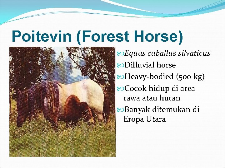 Poitevin (Forest Horse) Equus caballus silvaticus Dilluvial horse Heavy-bodied (500 kg) Cocok hidup di