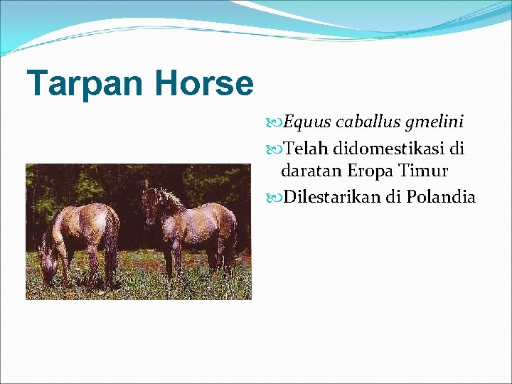 Tarpan Horse Equus caballus gmelini Telah didomestikasi di daratan Eropa Timur Dilestarikan di Polandia