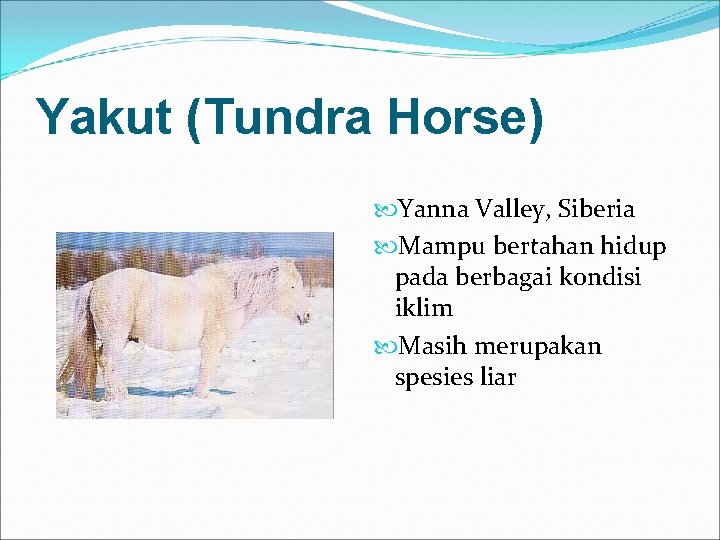 Yakut (Tundra Horse) Yanna Valley, Siberia Mampu bertahan hidup pada berbagai kondisi iklim Masih